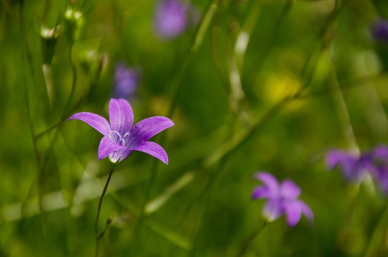 Wildflower Gardens