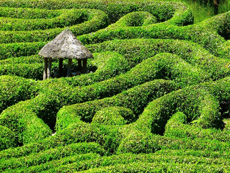 Hedge Maze
