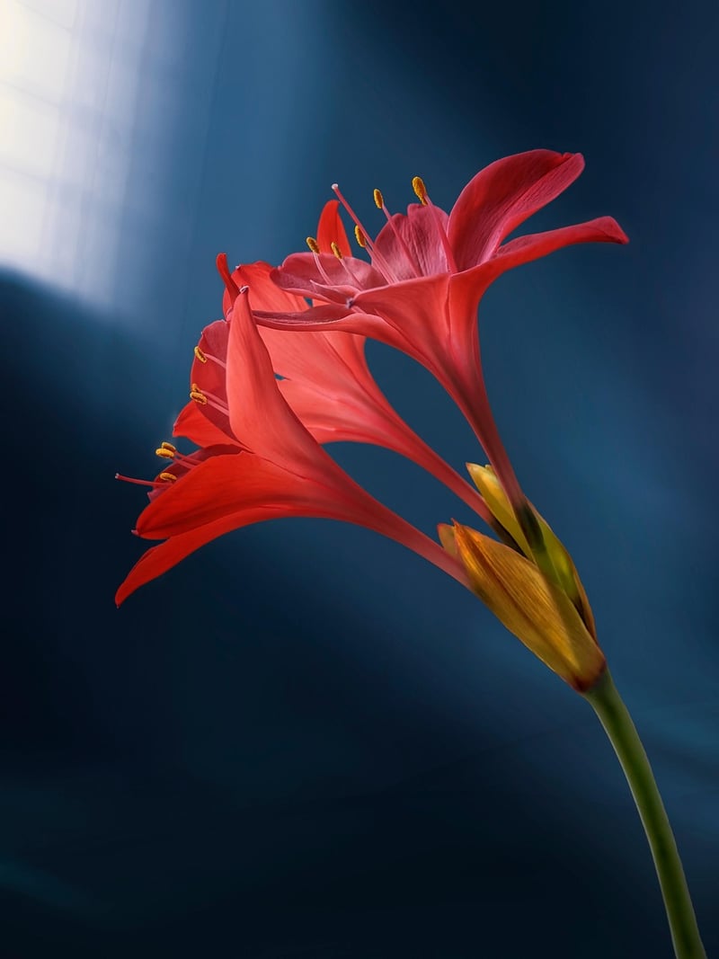 Starlight Lilies