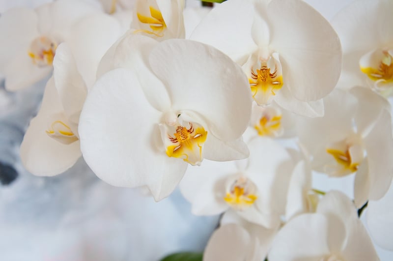 Moonbeam Orchids